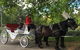 Melbourne Horse Drawn Carriage Garden Highlights Tourâ„¢ - thumb 0