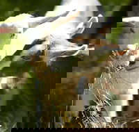 Mornington Peninsula Farm Produce Wine and Cider Tour - Darwin Holiday