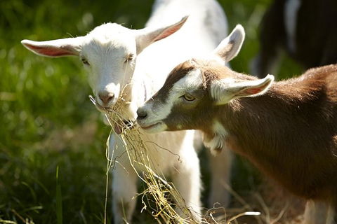 Mornington Peninsula Farm Produce Wine And Cider Tour - Darwin Holiday 0