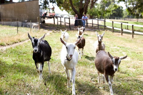 Mornington Peninsula Farm Produce Wine And Cider Tour - Darwin Holiday 5