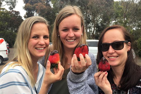 Mornington Peninsula Farm Produce Wine And Cider Tour - Darwin Holiday 6