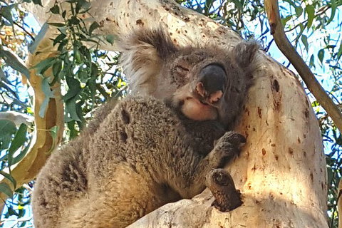 Helicopter Flight + Fine Dining Private Luxury Great Ocean Road Tour - Darwin Holiday 3