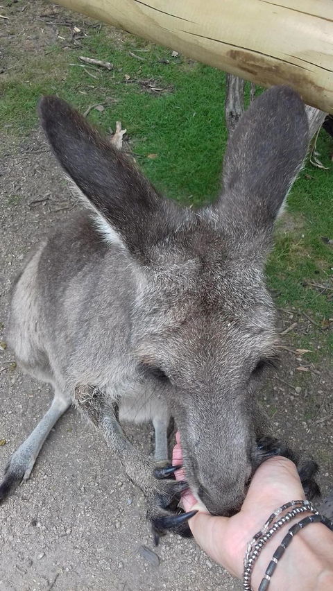 Phillip Island Penguin, Brighton Beach, Moonlit Sanctuary From Melbourne - Darwin Holiday 2