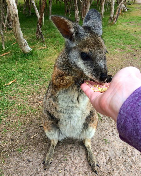 Phillip Island Penguin, Brighton Beach, Moonlit Sanctuary From Melbourne - Darwin Holiday 11