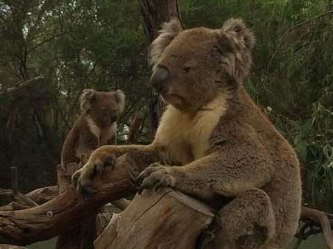 Phillip Island Penguin, Brighton Beach, Moonlit Sanctuary From Melbourne - Darwin Holiday 10