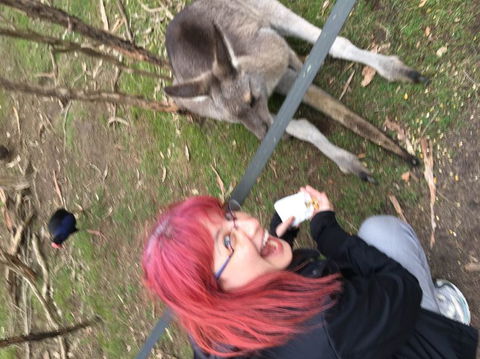 Phillip Island Penguin, Brighton Beach, Moonlit Sanctuary From Melbourne - Darwin Holiday 24