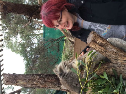 Phillip Island Penguin, Brighton Beach, Moonlit Sanctuary From Melbourne - Darwin Holiday 23