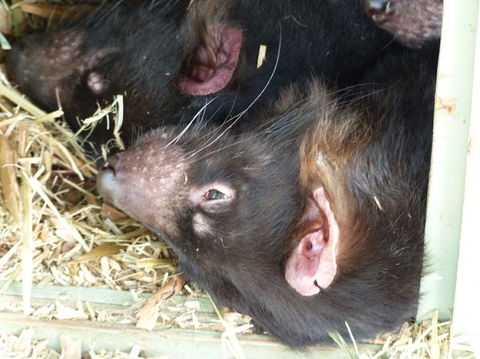 Phillip Island Penguin, Brighton Beach, Moonlit Sanctuary From Melbourne - Darwin Holiday 20