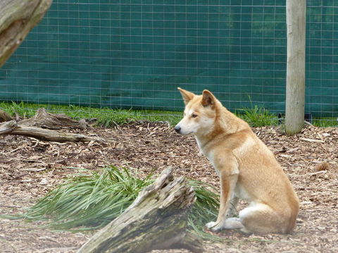 Phillip Island Penguin, Brighton Beach, Moonlit Sanctuary From Melbourne - Darwin Holiday 21