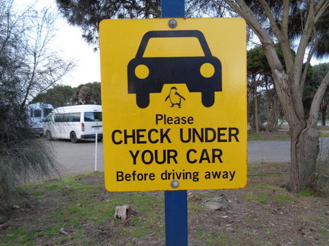 Phillip Island Penguin, Brighton Beach, Moonlit Sanctuary From Melbourne - Darwin Holiday 13