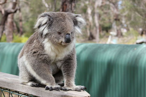 Phillip Island Penguin, Brighton Beach, Moonlit Sanctuary From Melbourne - Darwin Holiday 25