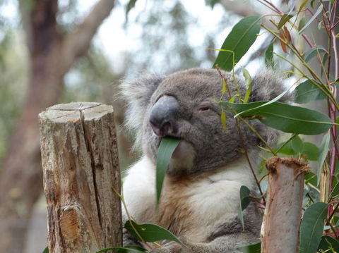 Phillip Island Penguin, Brighton Beach, Moonlit Sanctuary From Melbourne - Darwin Holiday 22