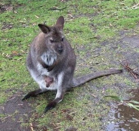Phillip Island Penguin, Brighton Beach, Moonlit Sanctuary From Melbourne - Darwin Holiday 7
