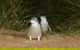 Phillip Island Penguin, Brighton Beach, Moonlit Sanctuary From Melbourne - thumb 29
