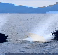 Wilsons Prom Whale Cruise - Darwin Holiday