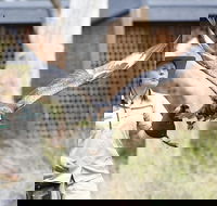 Healesville Sanctuary General Entry Ticket - Darwin Holiday