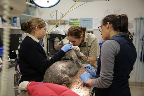 Healesville Sanctuary General Entry Ticket - Darwin Holiday 7