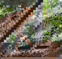 African Cat Encounter at Werribee Open Range Zoo - Darwin Holiday