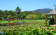 Blue Lotus Water Garden - Admission Ticket - thumb 0