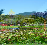 Blue Lotus Water Garden - Admission Ticket - Darwin Holiday