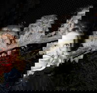 Moonlit Sanctuary Wildlife Conservation Park Evening Tour - Darwin Holiday