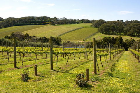 Mornington Peninsula Small-Group Wine Tour With Lunch And Morning Tea - Darwin Holiday 0