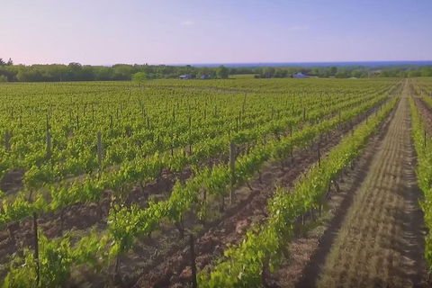 Mornington Peninsula Small-Group Wine Tour With Lunch And Morning Tea - Darwin Holiday 1