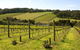 Mornington Peninsula Small-Group Wine Tour With Lunch And Morning Tea - thumb 2