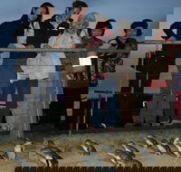 Phillip Island Penguin Parade Tour from Melbourne Including Koala Conservation Centre - Darwin Holiday