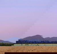 Sunset Koalas and Kangaroos Tour in the Wild from Melbourne - Darwin Holiday