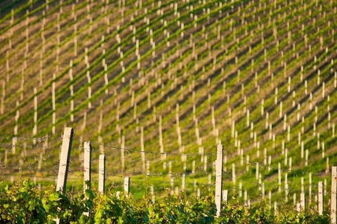 Melbourne Super Saver: Great Ocean Road + Mornington Peninsula + Attraction Pass - Darwin Holiday 3