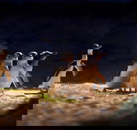 Small-Group Phillip Island Penguin Parade Day Tour from Melbourne - Darwin Holiday