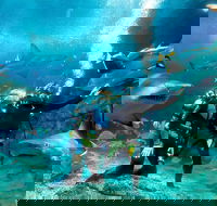 Shark Dive Experience at SEA LIFE Melbourne Aquarium - Darwin Holiday