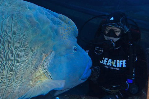 Shark Dive Experience At SEA LIFE Melbourne Aquarium - Darwin Holiday 6