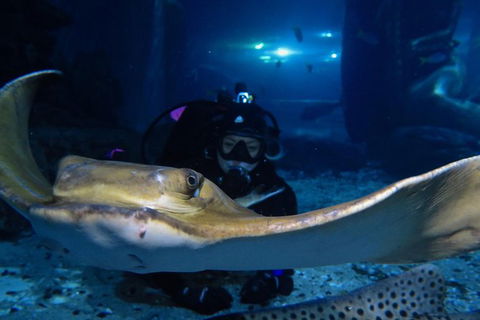 Shark Dive Experience At SEA LIFE Melbourne Aquarium - Darwin Holiday 3
