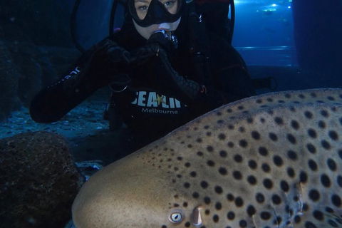 Shark Dive Experience At SEA LIFE Melbourne Aquarium - Darwin Holiday 4