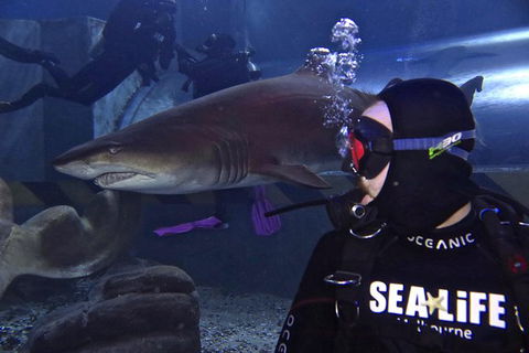 Shark Dive Experience At SEA LIFE Melbourne Aquarium - Darwin Holiday 8