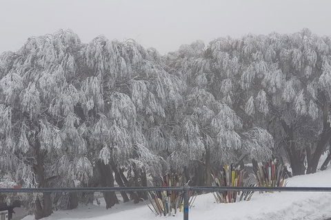 Mt Buller Day Trip From Melbourne - Darwin Holiday 8