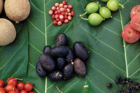 AUSTRALIAN NATIVE FOOD TOUR From Melbourne - Darwin Holiday 0