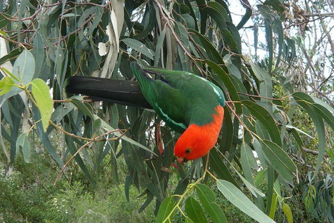 3-Day Great Ocean Road And Grampians Tour From Melbourne - Darwin Holiday 5