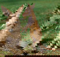 HEALESVILLE SANCTUARY ZOOBUS - MELBOURNE CITY RETURN - Darwin Holiday