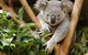 Healesville Sanctuary And Yarra Valley Day Trip From Melbourne - thumb 2