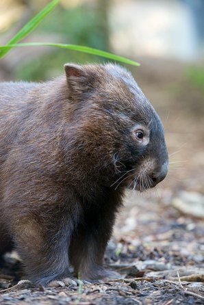 Healesville Sanctuary And Yarra Valley Day Trip From Melbourne - Darwin Holiday 11