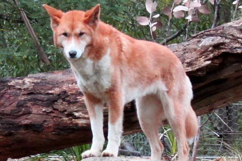 Healesville Sanctuary And Yarra Valley Day Trip From Melbourne - Darwin Holiday 8