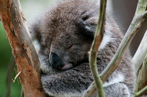 Healesville Sanctuary And Yarra Valley Day Trip From Melbourne - Darwin Holiday 7