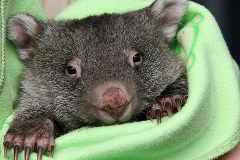 Healesville Sanctuary And Yarra Valley Day Trip From Melbourne - Darwin Holiday 9