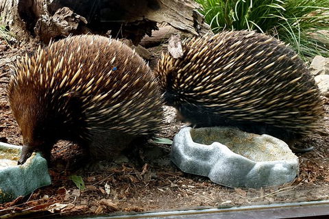 Healesville Sanctuary And Yarra Valley Day Trip From Melbourne - Darwin Holiday 3