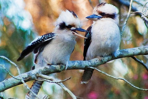 Healesville Sanctuary And Yarra Valley Day Trip From Melbourne - Darwin Holiday 5