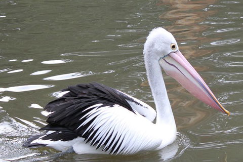 Healesville Sanctuary And Yarra Valley Day Trip From Melbourne - Darwin Holiday 6