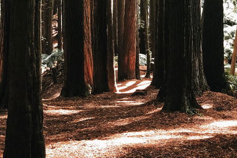 Small Group - 12 Apostles, Otways & Great Ocean Road Day Tour From Melbourne - Darwin Holiday 5